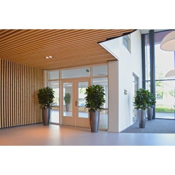 Ficus Cyathistipula 120 cm Deluxe kunstplant 9