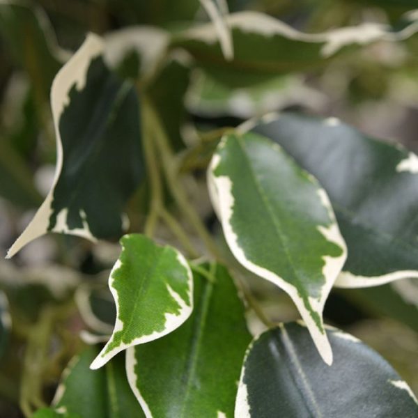 Ficus Exotica Deluxe kunstplant 125 cm bont 10