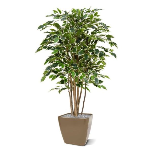 Ficus Exotica Deluxe kunstplant 125 cm bont 3