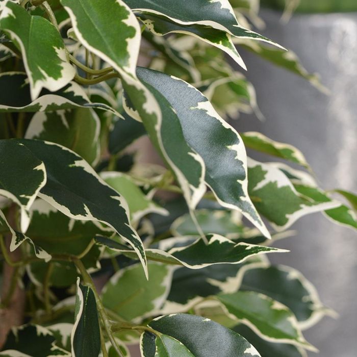 Ficus Exotica Deluxe Kunstplant Cm Bont Kopen Verzonden Binnen Dagen