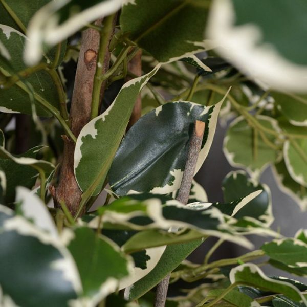 Ficus Exotica Deluxe kunstplant 125 cm bont 9
