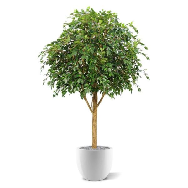 Ficus Exotica Giant 290 kunstboom FR Deze brandvertragende Ficus Exotica Giant is een schitterende grote kunstboom welke niet alleen een indrukwekkende bol heeft