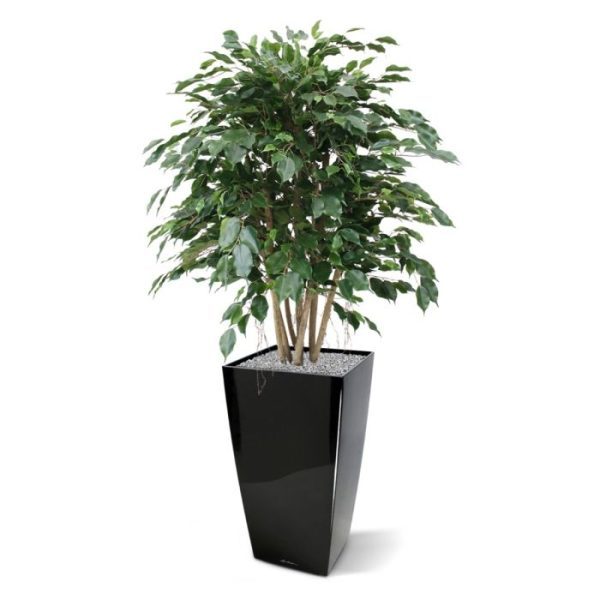 Ficus Exotica XL 110 cm kunstplant Mooi is deze uiterst natuurgetrouw nagemaakte kunstzijden Ficus kunstplant