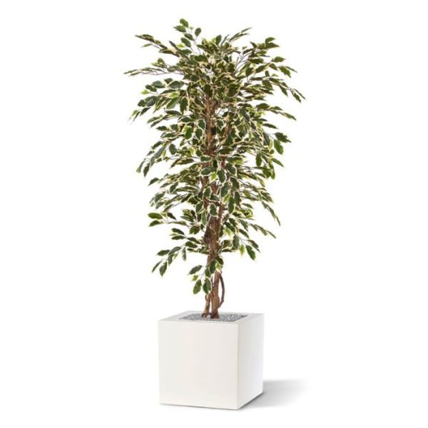 Groene kunstbomen deze kunstplant past goed in elk interieur. Deze kunstzijden bonte Ficus is heeft kleine
