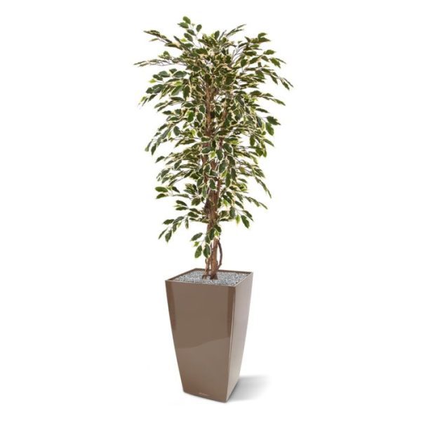 Ficus Hawai kunstboom 150 cm De Ficus Hawai behoort tot de meest bekende en populaire kamerplanten die er zijn en dit exemplaar is dan ook een van de bestverkochte kunstbomen. Dat is niet zo gek