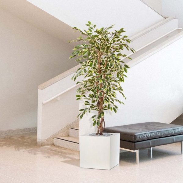 Ficus-Hawai-kunstboom-150-cm-9 Ficus Hawai kunstboom 150 cm 9