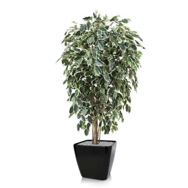 Kunstbomen van het bladtype Exotica. Door zijn speciale 3D constructie is hij haast niet van echt te onderscheiden!   De bladkleur is groen/bont en de totale hoogte is circa 150cm. De boom is zeer geschikt voor luxe kantoren of decoratie van luxe woonruimtes. Doordat de boom op 7 echte houten stammen is opgebouwd en over zeer veel blad beschikt behoort de boom absoluut tot het topsegment!   Standaard wordt de boom geleverd in een plastic pot. Tevens leverbaar in 180 cm en 210 cm.