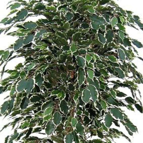 Ficus-kunstboom-Exotica-Deluxe-150-cm-bont-6 Ficus kunstboom Exotica Deluxe 150 cm bont 6
