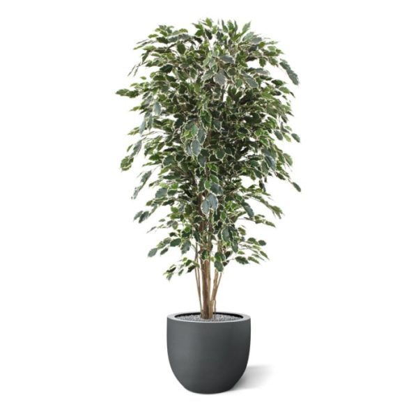 Kunstbomen van het bladtype Exotica. Door zijn speciale 3D constructie is hij haast niet van echt te onderscheiden!   De bladkleur is groen/bont en de totale hoogte is circa 180 cm. De boom is zeer geschikt voor luxe kantoren of decoratie van luxe woonruimtes. Doordat de boom op 7 echte houten stammen is opgebouwd en over zeer veel blad beschikt behoort de boom absoluut tot het topsegment!  Standaard wordt de boom geleverd in een plastic pot. Tevens leverbaar in 150 cm en 210 cm.