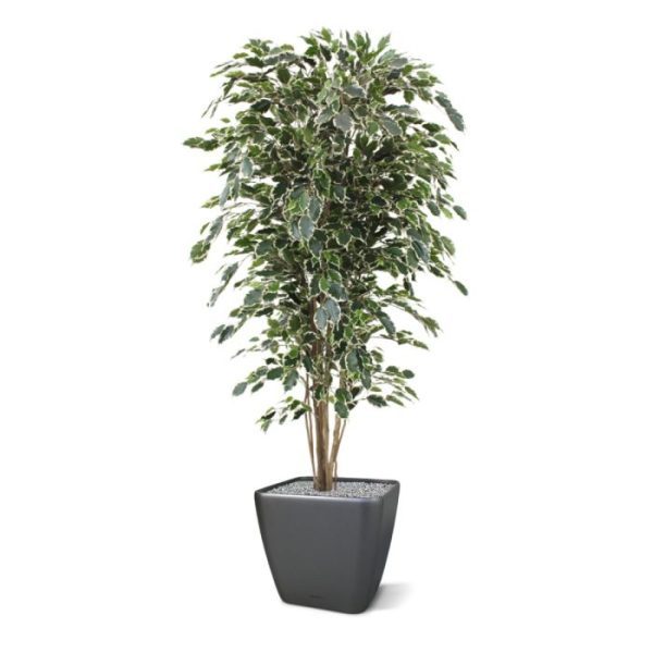 Groene kunstbomen Ficus kunstboom Exotica Deluxe 180 cm bont 2