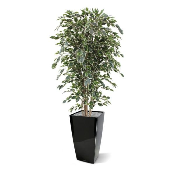 Ficus kunstboom Exotica Deluxe 180 cm bont Uiterst natuurgetrouw nagemaakte kunstzijden Ficus