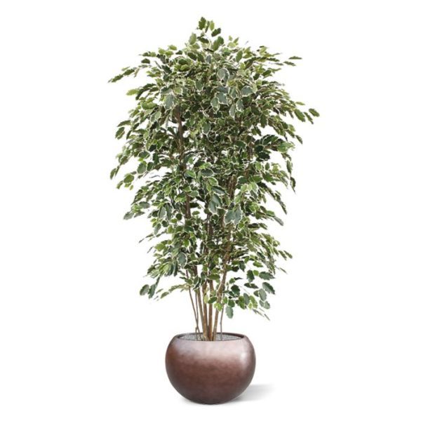 Ficus-kunstboom-Exotica-Deluxe-210-cm-bont-3 Ficus kunstboom Exotica Deluxe 210 cm bont 3