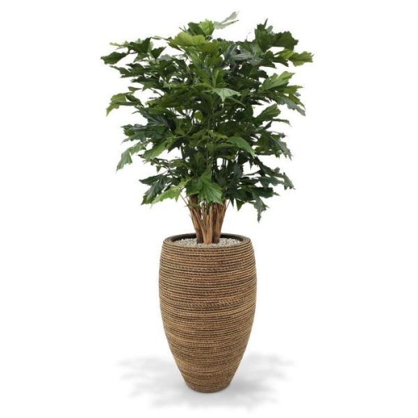 Kunstbomen in het Nederlands ook wel vissenstaart palm genoemd vanwege de vorm van de bladeren. Deze Fishtail kunstpalm deluxe is ruim 130 cm hoog