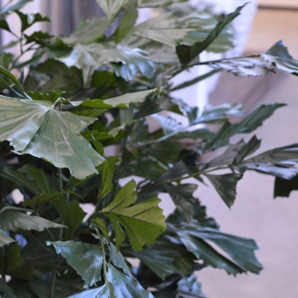 Fishtail-kunstpalm-XL-Deluxe-130-cm-8 Fishtail kunstpalm XL Deluxe 130 cm 8