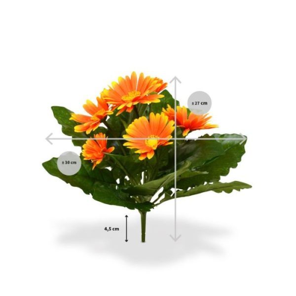 Zie hier het oranje Gerbera Kunstboeket 30 cm. Kenmerkend is de dubbele rij bloemblaadjes welke zo typerend zijn voor de Gerbera. Veel aandacht is ook besteed aan het hart van de kunstbloem. Deze is heel gedetailleerd nagemaakt.   Het kunstboeket heeft 4 grote bloemen en 2 kleine. De kleur verloopt van het gele hart naar diep oranje en weer terug naar geel. De grote kunstzijden bladeren geven het geheel een volle aanblik.   De breedte van het Gerbera boeket is ongeveer 30 cm. De hoogte inclusief steel is ongeveer 27 cm. Deze versie wordt geleverd als boeket zonder pot.   Vanaf 12 stuks profiteert u van de voordeel prijs.