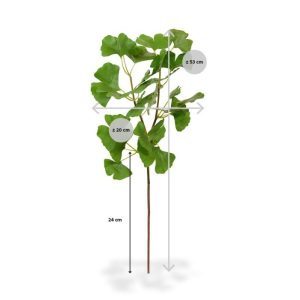 Deze Ginkgo kunstbladtak deluxe 50 cm kunt u gebruiken in kunstboeketten. Het kunstzijden Ginkgo blad heeft zijn karakteristieke vorm en een lichte bladstructuur. Een verrijking voor elk boeket.   De kunsttak is zeer goed nagemaakt met meerdere zijtakken waaruit de 24 bladeren voortkomen. De totale lengte van de kunsttak is ongeveer 53 cm. De breedte is ongeveer 20 cm.   Vanaf 6 stuks geldt een voordeel prijs.