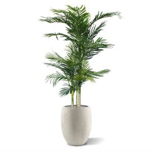 Mooi nagemaakte Areca kunstpalm met 3 stammen. De hoogte van de kunstpalm bedraagt totaal ongeveer 140 cm en de diameter is ongeveer 100 cm. Met deze kunstpalm creëert u in een handomdraai een tropische sfeer! De kunstpalm