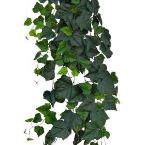 Deze lange grootbladeringe Hedera hangplant ziet er wel heel natuurlijk uit. Door zijn diversiteit aan bladeren in verschillende afmetingen en kleurtonen ziet de kunsthedera er wel heel natuurlijk uit! De lengte van de hedera is ±180cm en de bladkleur is groen. Vanaf 4 stuks geldt de speciale actieprijs!