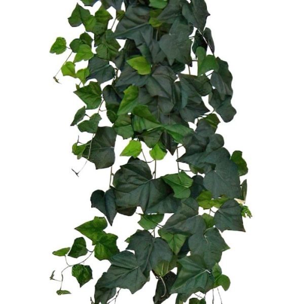 Hedera hangplant 180cm Deluxe Deze lange grootbladeringe Hedera hangplant ziet er wel heel natuurlijk uit. Door zijn diversiteit aan bladeren in verschillende afmetingen en kleurtonen ziet de kunsthedera er wel heel natuurlijk uit! De lengte van de hedera is ±180cm en de bladkleur is groen. Vanaf 4 stuks geldt de speciale actieprijs!