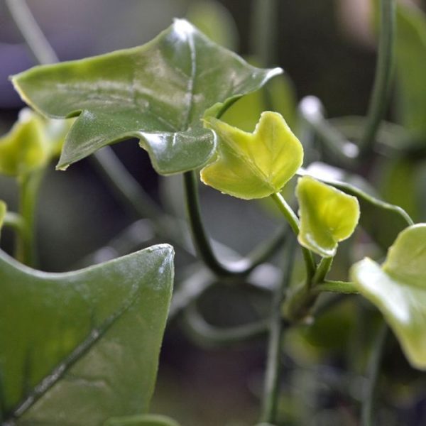 Hedera kunsthangplant 100 cm UV Deze UV bestendige kunststof Hedera hangplant 100 cm is een perfecte plant om buiten mee te decoreren. De kunstplant wordt veel gebruikt om palen van een carport of overkapping