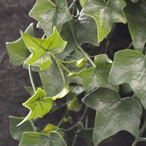 Deze UV bestendige kunststof Hedera hangplant 65 cm is een perfecte plant om buiten mee te decoreren. De kunstplant wordt veel gebruikt om palen van een carport of overkapping