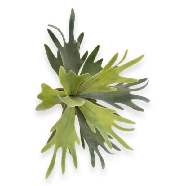 waar deze op de schors van bomen groeit.   In Europa zijn ze gecultiveerd tot kamerplant. Als kunstplant zijn de kunststof bladeren geweivormig en voelen