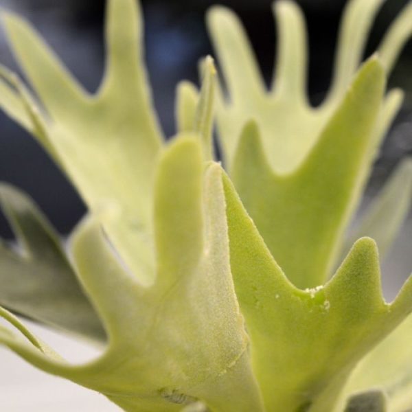 zijdezacht aan. Deze kunstplant is dan ook niet van een echte te onderscheiden.   De hoogte is ongeveer 20 cm