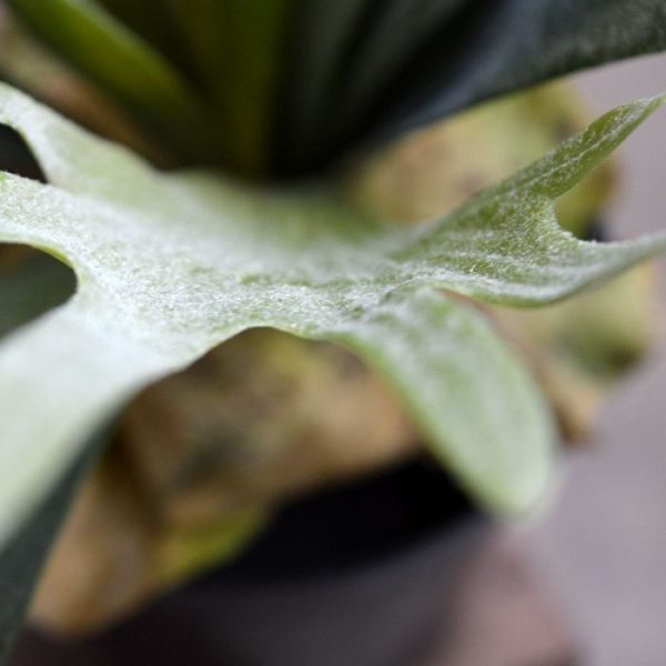 de breedte is ongeveer 60 cm. Als steker is deze Hertshoorn prima te gebruiken in groene wanden.