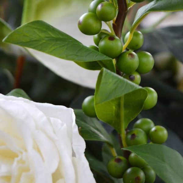 en vinden we niet alleen langs bosranden