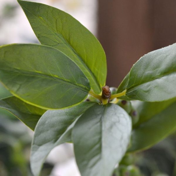 maar tegenwoordig ook steeds vaker als decoratie in boeketten.   Onze kunst Hulst Bessentak is zeer gedetailleerd nagemaakt met veel groene bessen langs de stengel en heeft 25 groene blaadjes.   De nagemaakte Hulst tak wordt standaard als losse steel geleverd en kan daardoor decoratief verwerkt worden in prachtige kunstboeketten. De lengte is ongeveer 76 cm. De breedte is ongeveer 10 cm.   Vanaf 6 stuks kunt u gebruik maken van de voordeel prijs.