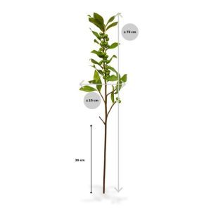 De Hulstbes is van oorsprong een Europees inheemse plant