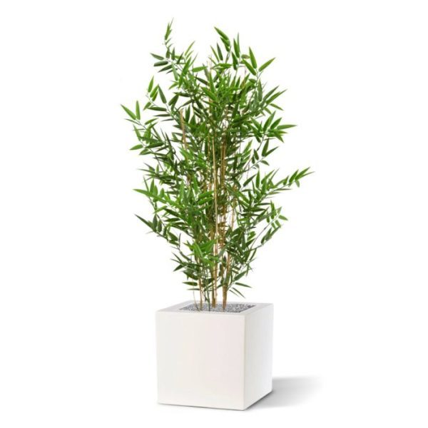 Kunstplanten voor buiten waarmee u elke tuin een oosterse sfeer geeft.   Omdat de UV-protector in de grondstof van de plastic blaadjes is verwerkt kunnen wij de garantie geven dat deze kunstbamboe gedurende 8 jaar lang niet verkleurt!   De hoogte van de nagemaakte Japanse Bamboe boom is ongeveer 95 cm. De breedte bedraagt ongeveer 45 cm.   Standaard wordt deze boom in een plastic pot geleverd. De afgebeelde sierpotten zijn tegen meerprijs leverbaar.   Vanaf 2 stuks profiteert u al van de kwantumkorting.