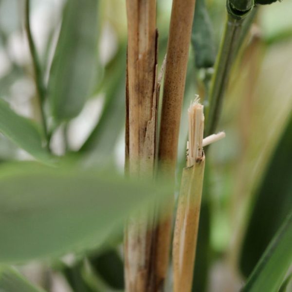 Japanse-Bamboe-kunstboom-90-cm-UV-3 Japanse Bamboe kunstboom 90 cm UV 3