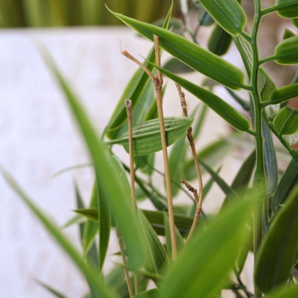 Japanse-Bamboe-kunstboom-90-cm-UV-4 Japanse Bamboe kunstboom 90 cm UV 4