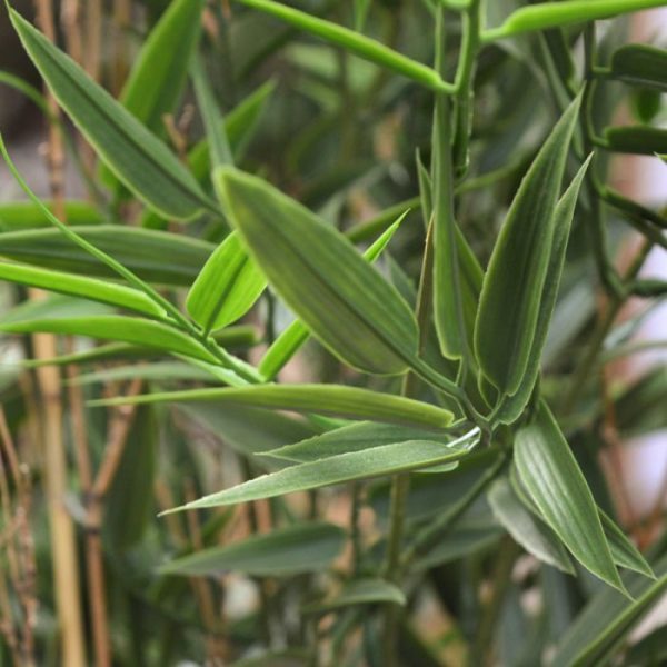 Japanse-Bamboe-kunstboom-90-cm-UV-5 Japanse Bamboe kunstboom 90 cm UV 5