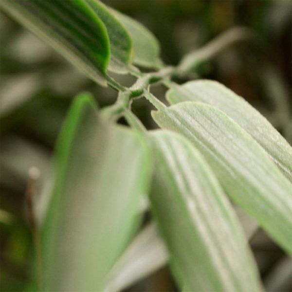 Japanse Bamboe kunstplant 120 cm UV 4