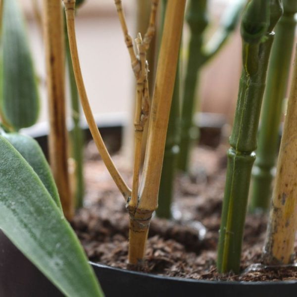Japanse Bamboe kunstplant 60 cm UV 5