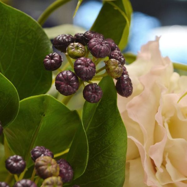 blauwe vruchten en 15 groene blaadjes. De nagemaakte Hulst tak wordt standaard als losse steel geleverd en kan daardoor decoratief verwerkt worden in prachtige kunstboeketten. De lengte is ongeveer 60 cm. De breedte is ongeveer 15 cm. Vanaf 6 stuks kunt u gebruik maken van de voordeel prijs.