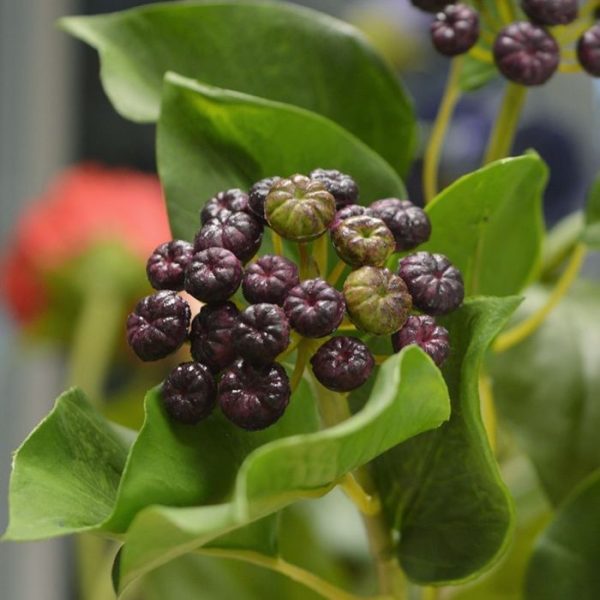 Japanse kunst Hulsttak 60 cm blauw 2