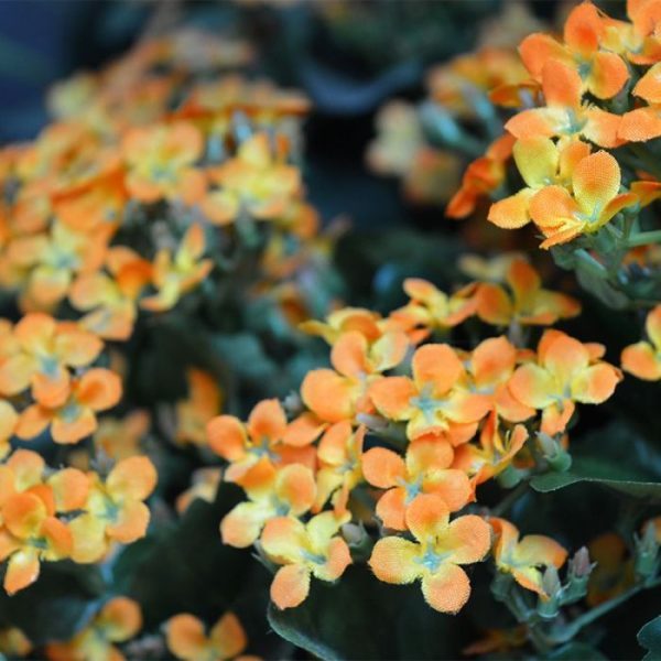 Kunstplanten dit kunstzijden boeket leent zich er prima voor! De hoogte deze kunstplant is ongeveer 35 cm (inclusief steel van 10 cm)