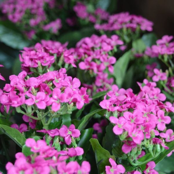 zodat het gemakkelijk opgestoken kan worden. De Kalanchoe is leverbaar in de frisse kleuren paars en oranje.