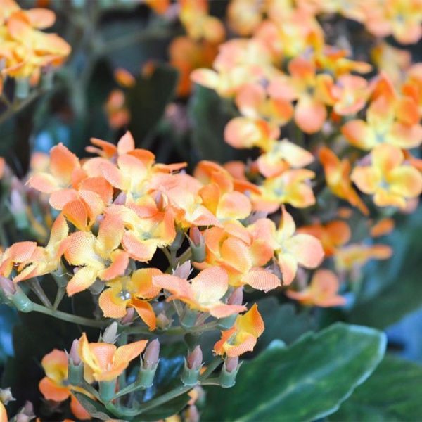 Kalanchoe-kunstplant-30-cm-oranje-in-pot-3 zodat het gemakkelijk in een sierpot gezet kan worden. De Kalanchoe is leverbaar in de frisse kleuren paars en oranje.