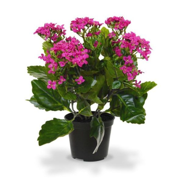 Kalanchoe-kunstplant-30-cm-paars-in-pot-10 Kalanchoe kunstplant 30 cm paars in pot 10