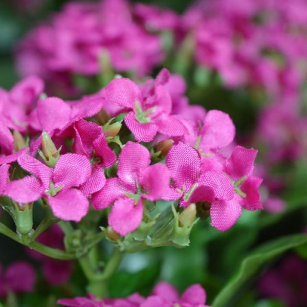 Kalanchoe-kunstplant-30-cm-paars-in-pot-3 zodat het gemakkelijk in een sierpot gezet kan worden. De Kalanchoe is leverbaar in de frisse kleuren paars en oranje.
