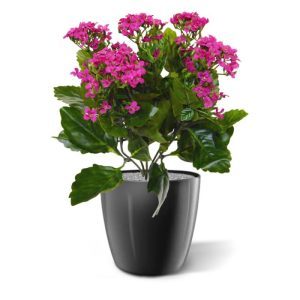 Deze prachtige zijden Kalanchoe kunstplant is met zijn vele kleine bloemetjes een decoratief tafelplantje dat zich op de vensterbank en in de horeca thuis voelt. Als enkel plantje in een sierpot of met meerdere in een lange bak