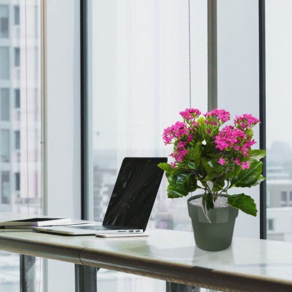 Kalanchoe-kunstplant-30-cm-paars-in-pot-8 Kalanchoe kunstplant 30 cm paars in pot 8