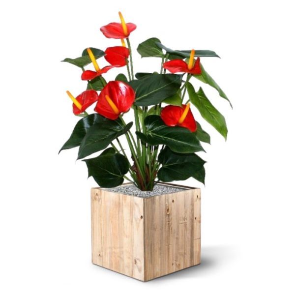 Bloeiende kunstplanten heeft een hoogte van ongeveer 50cm en een doorsnede van circa 40cm. Door de enorme variatie aan groene bladeren ziet de Anthurium er zeer natuurgetrouw uit. De plant wordt standaard geleverd in een kunststof binnen pot