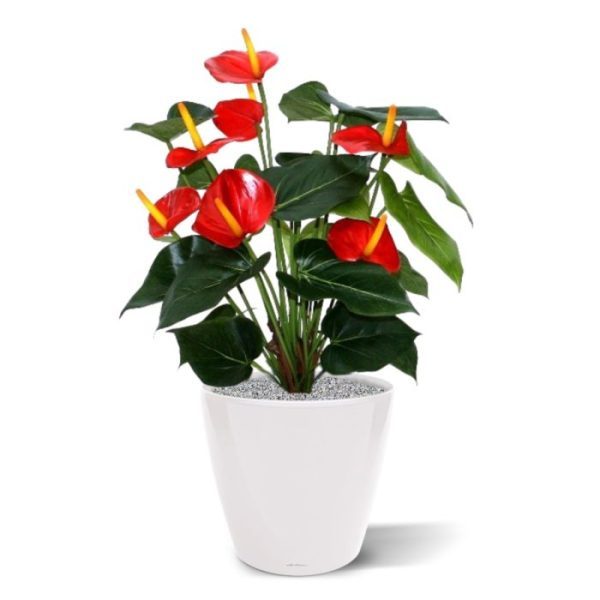 Kunst Anthurium deluxe 50 cm rood De bloeiende trend van het moment: Anthurium kunstplanten! Ideaal voor op een mooie balie of een grote vensterbank! De overvolle Anthurium kunstplant