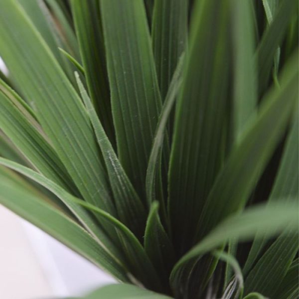 Dit donker groene kunst bamboegras van zo'n 25 cm is een mooi en decoratief kunstplantje. De sprietjes in verschillende groottes en de kleine nagemaakte knopjes maken dit een geschikte decoratie voor op op tafels in horecagelegenheden. De diameter van het kunststof Bamboegras is ongeveer 15 cm en de totale hoogte 25 cm. In deze versie wordt het geleverd in een plastic binnenpotje. Het kunst bamboegras plantje is makkelijk te plaatsen in een sierpotje naar keuze. De afgebeelde sierpotten zijn tegen meerprijs leverbaar. Vanaf 12 stuks geldt een staffel korting.