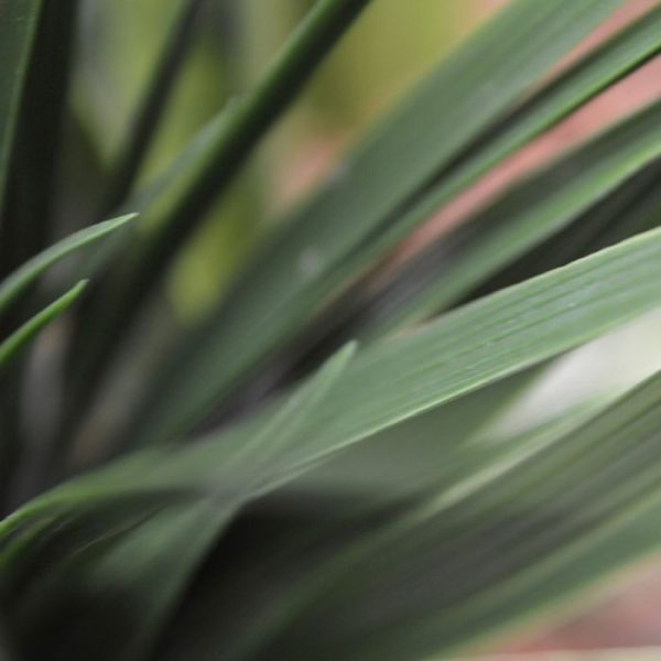 Kunst-Bamboegras-boeket-25-cm-UV-4 Kunst Bamboegras boeket 25 cm UV 4